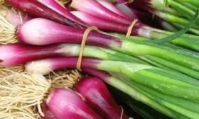 Качества-и-сложности-агротехники