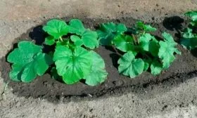 Как посадить