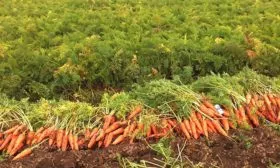 Как-собрать-и-сохранить-урожай