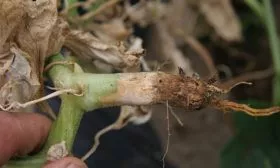 Корневой-гнилью