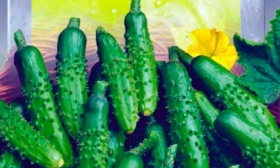 махаон сорт