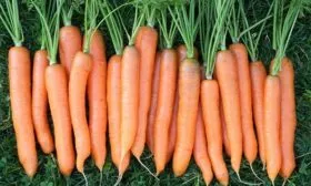 morkov-vitaminnaja-6 урожай