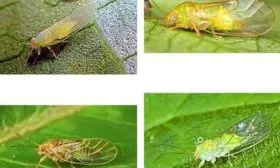 Морковная-листоблошка1