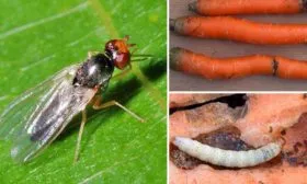 Морковная-муха