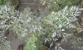 Мучнистая-роса