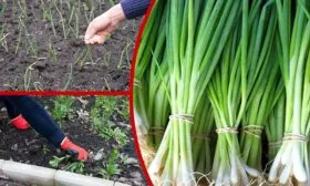 Агротехника