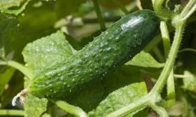 nastoyashij-polkovnik-opisanie-sorta