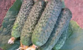 урожайность