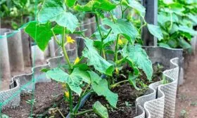 ogkrcy-v-otkrytom-grunte-min