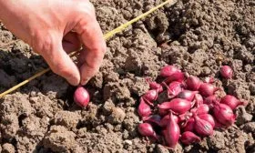 Особенности-посадки