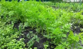 Особенности-посева