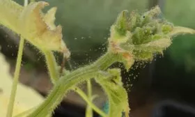 Паутинный-клещ