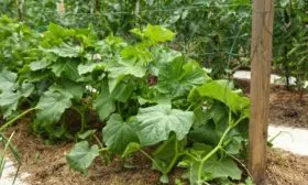 Пересадка-в-грунт-и-дальнейшее-развитие-гибрида