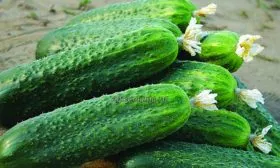 Плоды,-их-вкусовые-качества-и-назначение