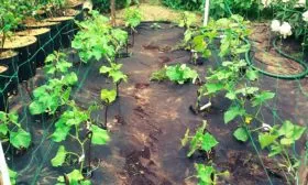 Полив-и-мульчирование-грядок