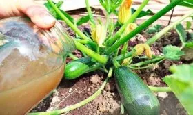 Поливы и подкормки