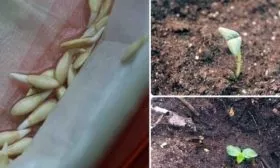 Посадка семенами в грунт