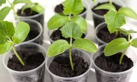 Посев-на-рассаду