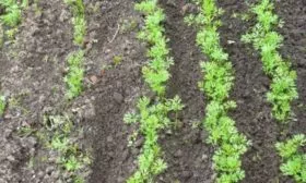 Посев-семян