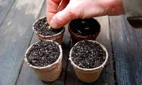 Посев-семян-на-рассаду