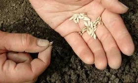 Посев-семян-в-грунт