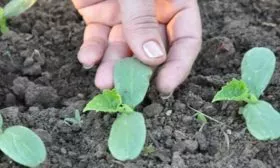 Посев-в-грунт1