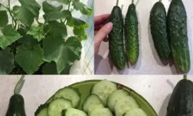 Преимущества-и-недостатки-Настоящего-полковника