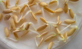 Проращивание семян