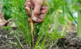 Прореживание