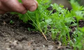 прореживание