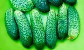 Регионы культивирования