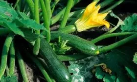 урожайность