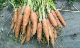 Сбор-и-хранение-урожая