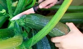 Сбор и хранение урожая