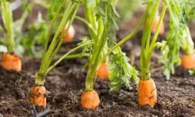 Сбор-и-хранение-урожая