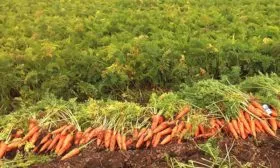 Сбор-и-хранение-урожая1