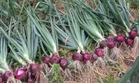 сбор-урожая