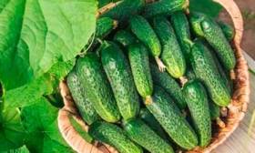 Сбор урожая и хранение