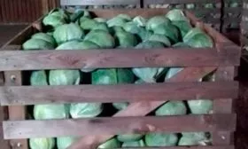 Сбор урожая и хранение