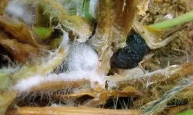 Склеротинией