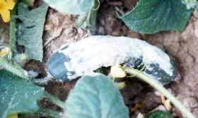 Склеротиния-(белая-гниль)