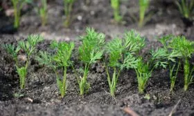 sposoby-posadki-morkovi-bez-prorezhivaniya