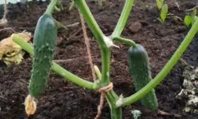 Сроки-созревания-и-цветения