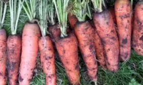 Технология-выращивания