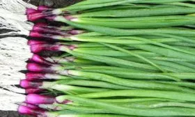 Тонкости-при-выращивании