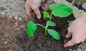 Уход-за-рассадой