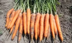 Урожайность,-когда-созревает