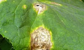 Устойчивость-к-болезням-и-вредителям