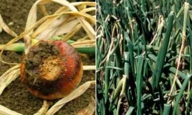 Устойчивость-к-болезням-и-вредителям