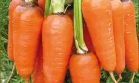 Вкусовые-характеристики-и-назначение